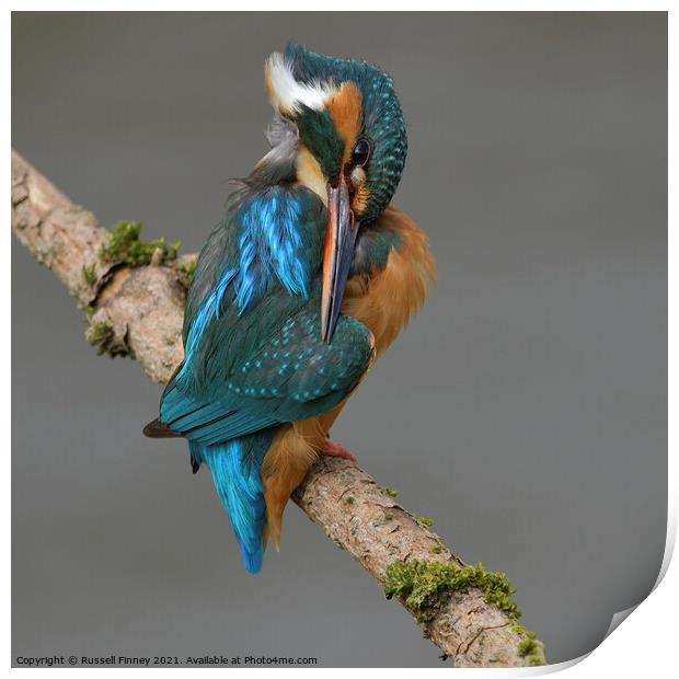 Kingfisher female preening feathers Print by Russell Finney