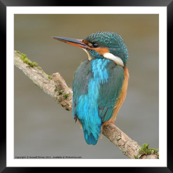 Kingfisher female on a branch Framed Mounted Print by Russell Finney