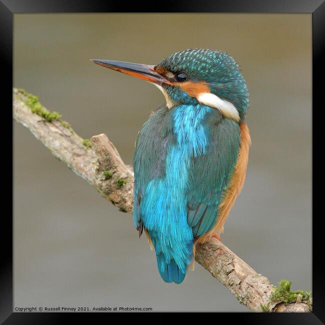 Kingfisher female on a branch Framed Print by Russell Finney
