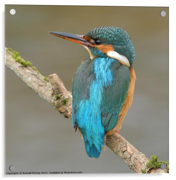 Kingfisher female on a branch Acrylic by Russell Finney