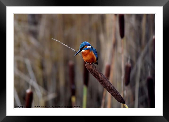 Kingfisher on bull rush reed Framed Mounted Print by Russell Finney