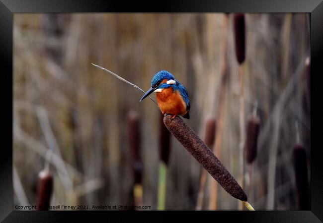 Kingfisher on bull rush reed Framed Print by Russell Finney