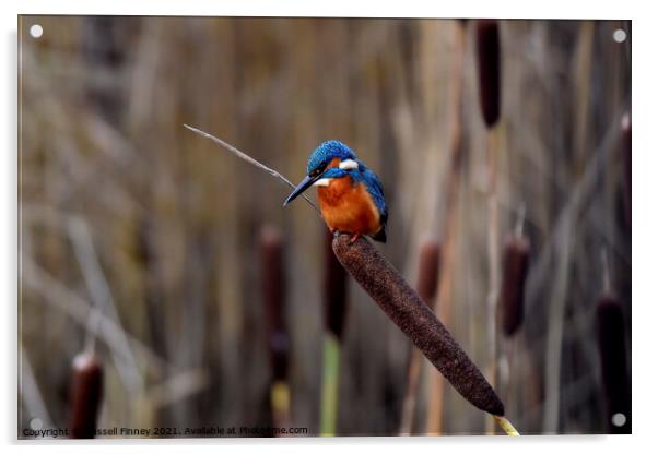 Kingfisher on bull rush reed Acrylic by Russell Finney