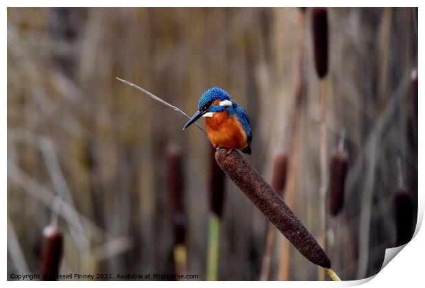 Kingfisher on bull rush reed Print by Russell Finney