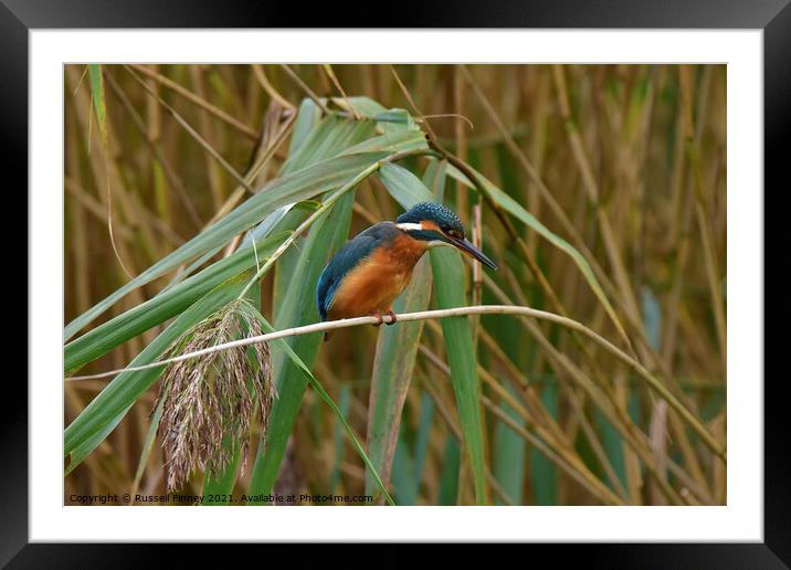 Kingfisher on reeds Framed Mounted Print by Russell Finney