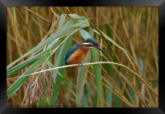 Kingfisher on reeds Framed Print by Russell Finney