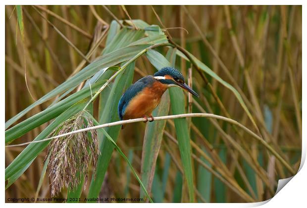 Kingfisher on reeds Print by Russell Finney