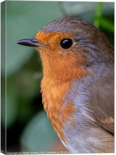 A close up of a Robin in portrait Canvas Print by Adrian Rowley