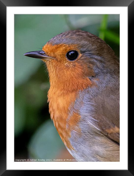 A close up of a Robin in portrait Framed Mounted Print by Adrian Rowley