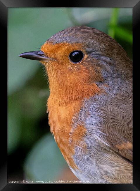 A close up of a Robin in portrait Framed Print by Adrian Rowley