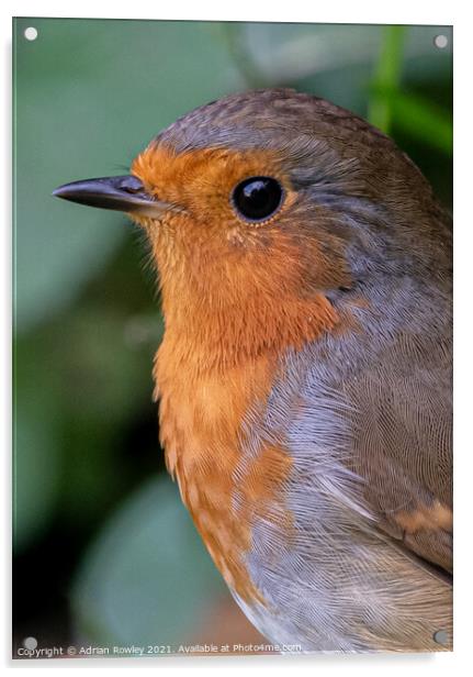 A close up of a Robin in portrait Acrylic by Adrian Rowley