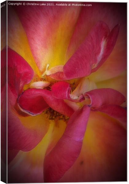 Rose Petals In Summer Canvas Print by Christine Lake