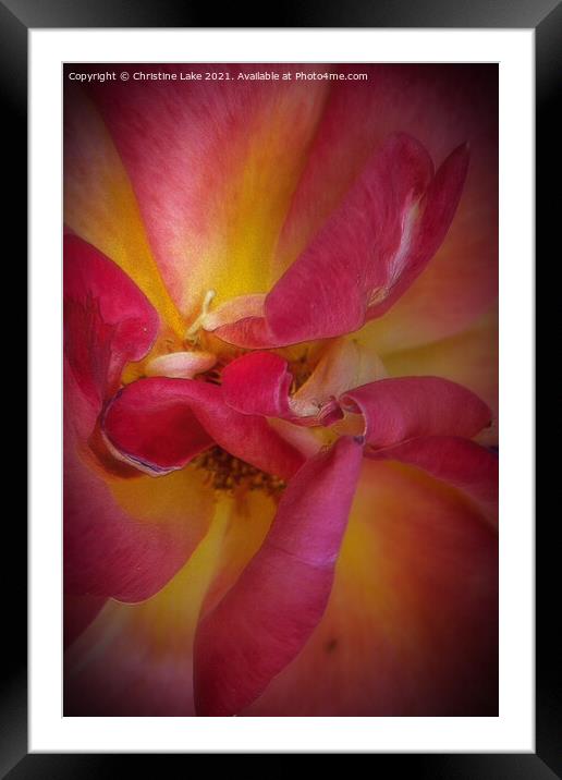 Rose Petals In Summer Framed Mounted Print by Christine Lake