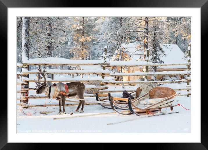 Santa's Reindeer sleigh in Lapland Framed Mounted Print by Delphimages Art