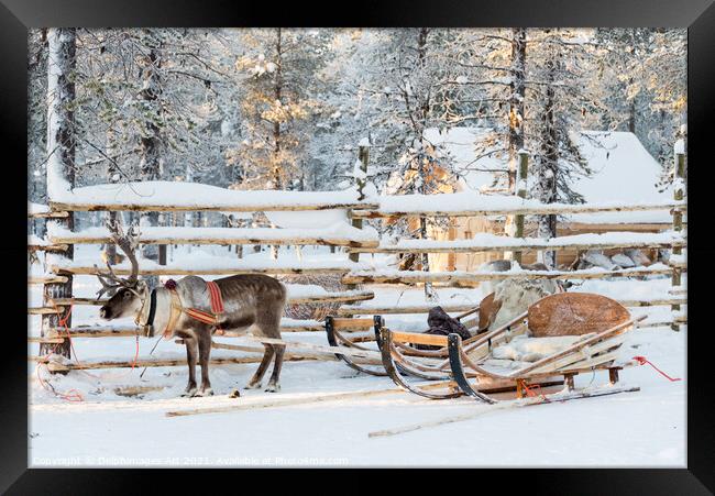 Santa's Reindeer sleigh in Lapland Framed Print by Delphimages Art