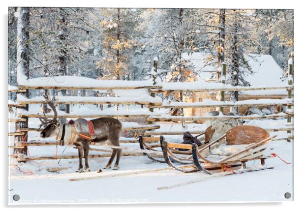 Santa's Reindeer sleigh in Lapland Acrylic by Delphimages Art