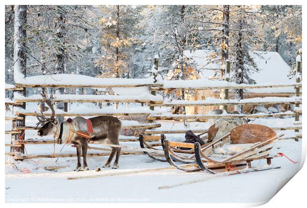 Santa's Reindeer sleigh in Lapland Print by Delphimages Art