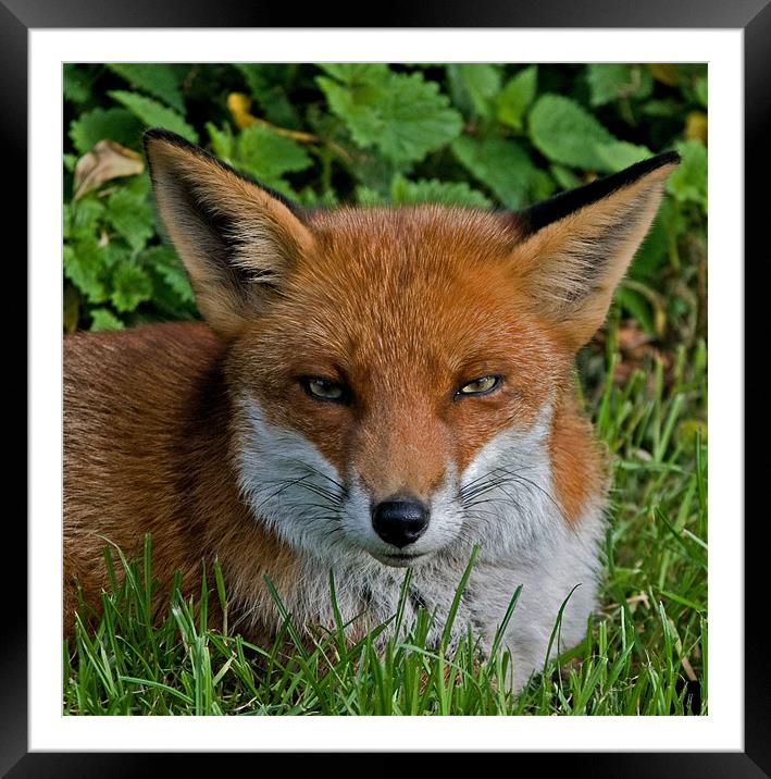 Foxy Framed Mounted Print by CATSPAWS 