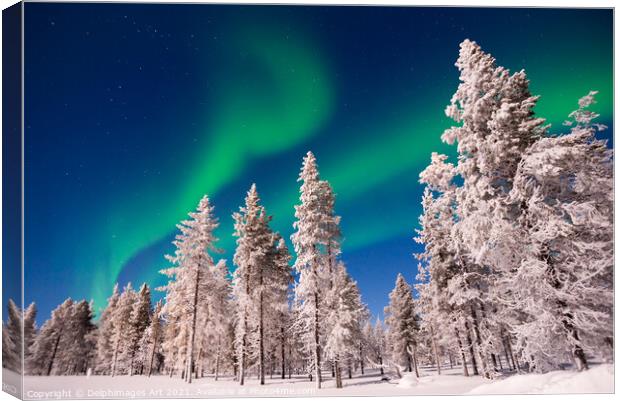Northern lights over snowy pine trees, Lapland Canvas Print by Delphimages Art