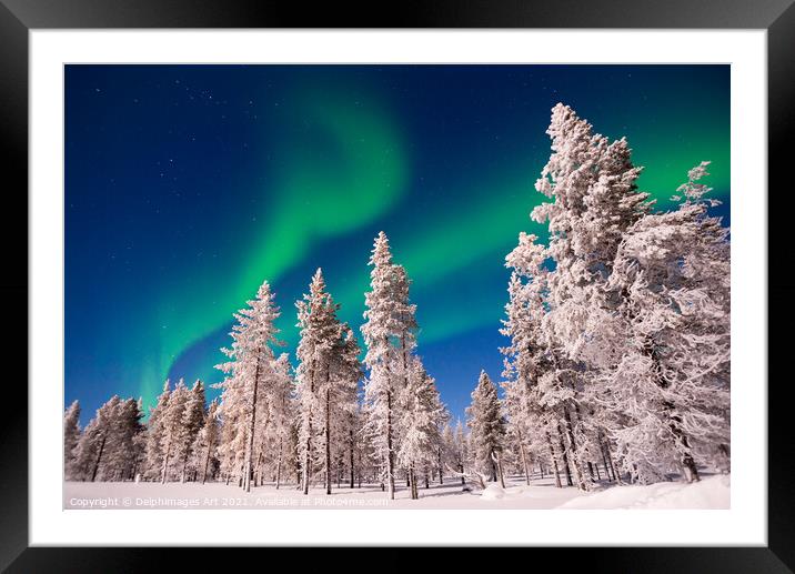 Northern lights over snowy pine trees, Lapland Framed Mounted Print by Delphimages Art