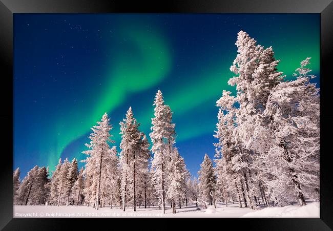 Northern lights over snowy pine trees, Lapland Framed Print by Delphimages Art