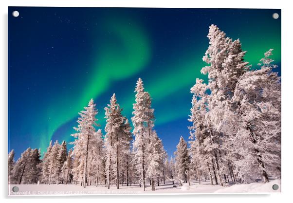 Northern lights over snowy pine trees, Lapland Acrylic by Delphimages Art