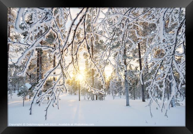 Lapland winter landscape. Sun and frozen trees Framed Print by Delphimages Art