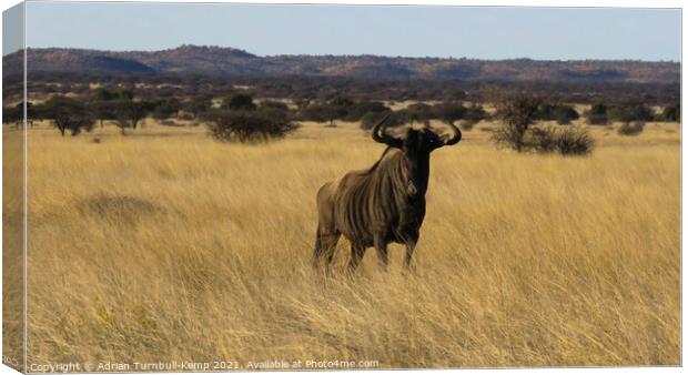 Blue wildebeest, Mokala National Park Canvas Print by Adrian Turnbull-Kemp