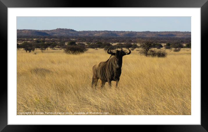 Blue wildebeest, Mokala National Park Framed Mounted Print by Adrian Turnbull-Kemp