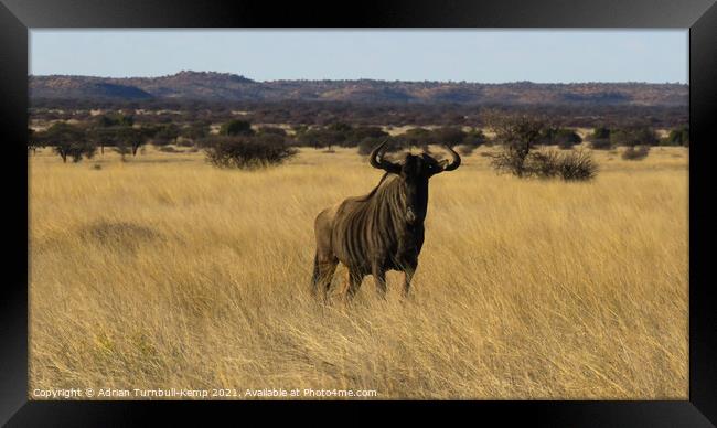 Blue wildebeest, Mokala National Park Framed Print by Adrian Turnbull-Kemp
