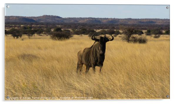 Blue wildebeest, Mokala National Park Acrylic by Adrian Turnbull-Kemp