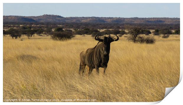 Blue wildebeest, Mokala National Park Print by Adrian Turnbull-Kemp