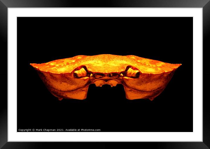 Common crab shell Framed Mounted Print by Photimageon UK