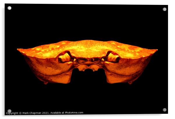 Common crab shell Acrylic by Photimageon UK