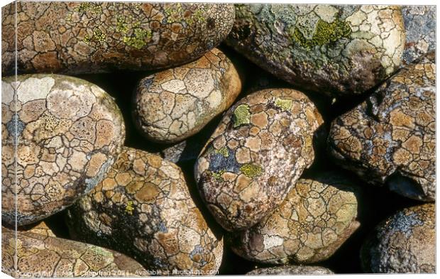 Lichen covered beach pebbles, Colonsay Canvas Print by Photimageon UK