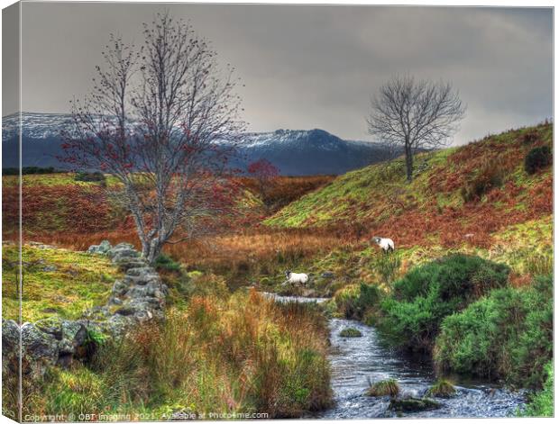 Ben Rinnes From Edinvillie Speyside Morayshire Canvas Print by OBT imaging