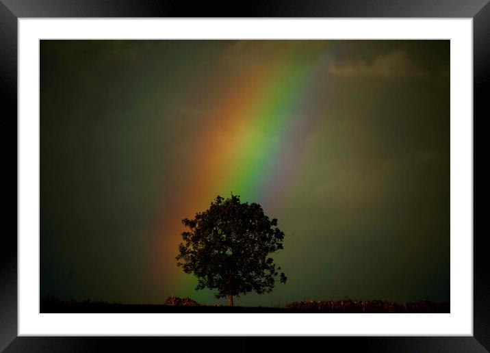 Rainbow tree Framed Mounted Print by Simon Johnson