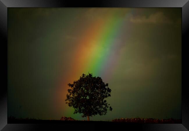 Rainbow tree Framed Print by Simon Johnson