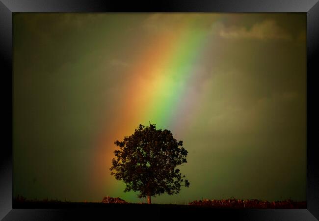 Rainbow tree Framed Print by Simon Johnson