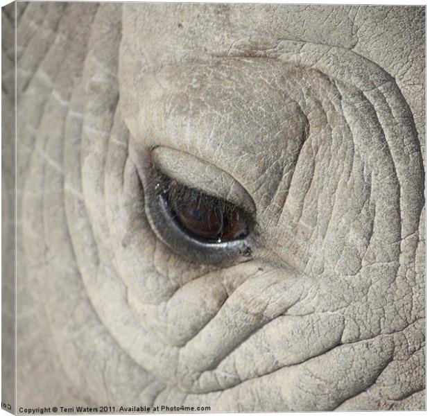 Eye of the Rhino Canvas Print by Terri Waters