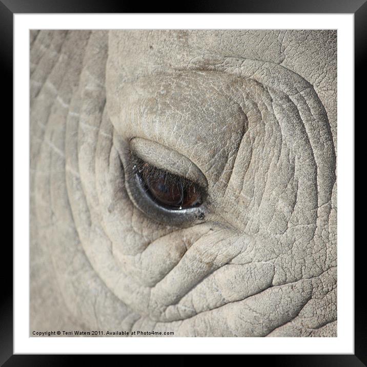 Eye of the Rhino Framed Mounted Print by Terri Waters