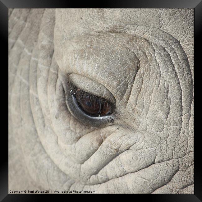 Eye of the Rhino Framed Print by Terri Waters