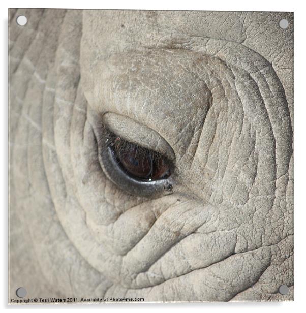Eye of the Rhino Acrylic by Terri Waters