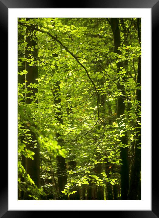 sunlit leaves and breeze Framed Mounted Print by Simon Johnson
