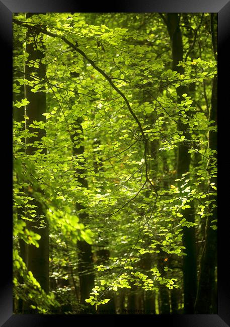 sunlit leaves and breeze Framed Print by Simon Johnson