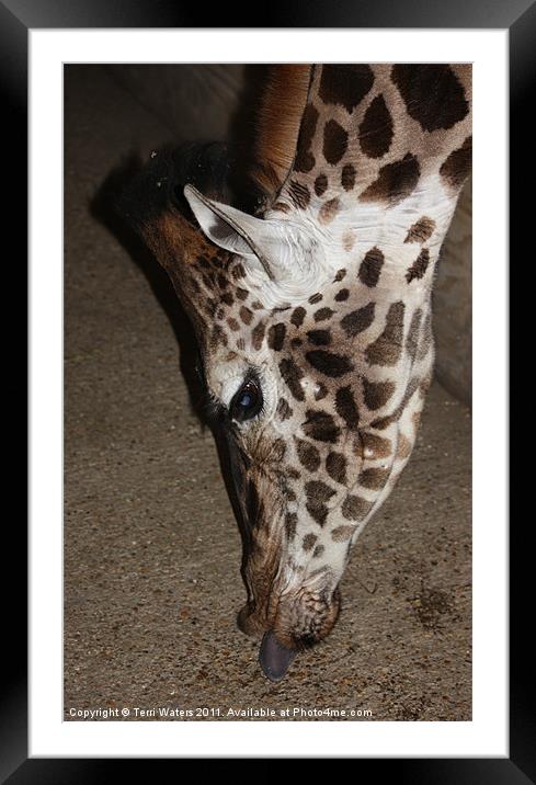Giraffe's tongue Framed Mounted Print by Terri Waters