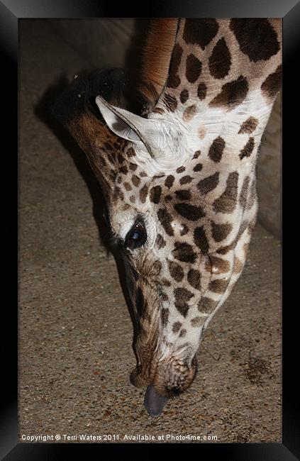 Giraffe's tongue Framed Print by Terri Waters
