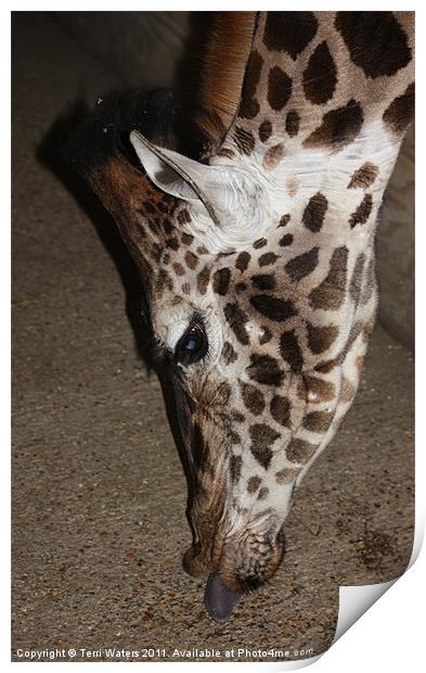 Giraffe's tongue Print by Terri Waters