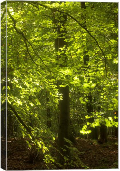 Sunlit Beech woodland Canvas Print by Simon Johnson