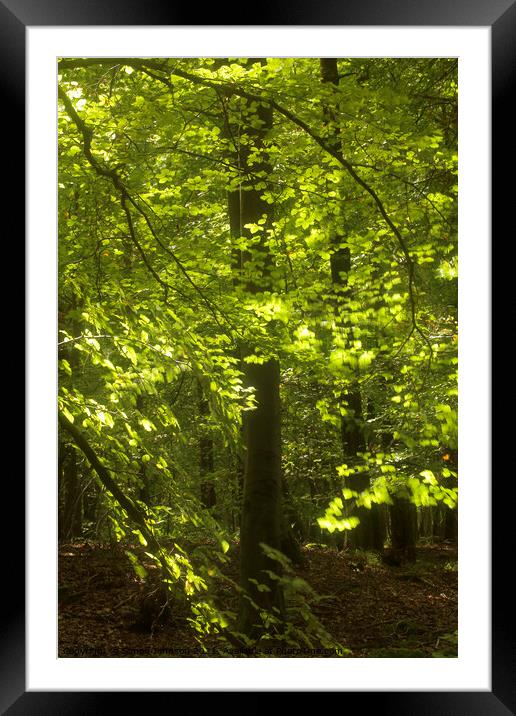 Sunlit Beech woodland Framed Mounted Print by Simon Johnson